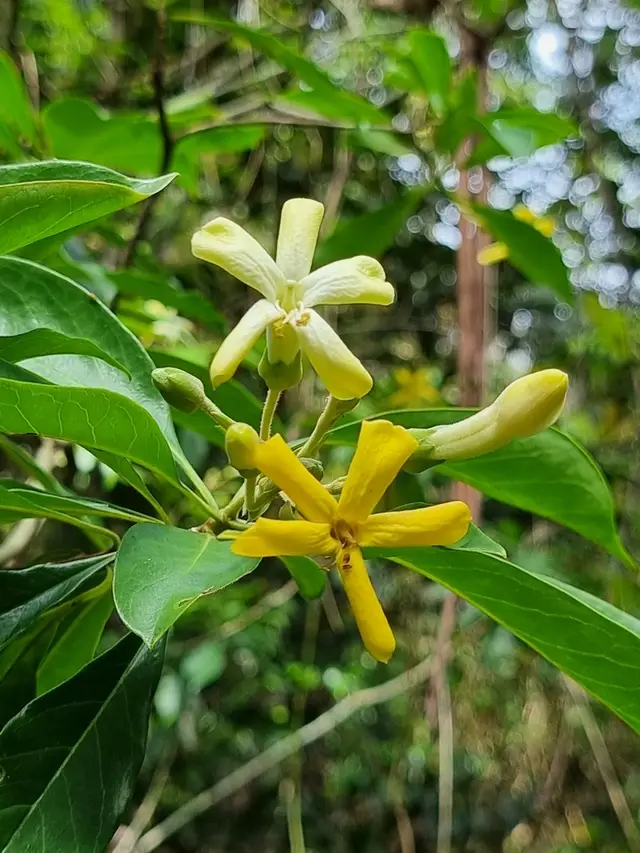 Native Frangipanni (Hymenosporum flavum)