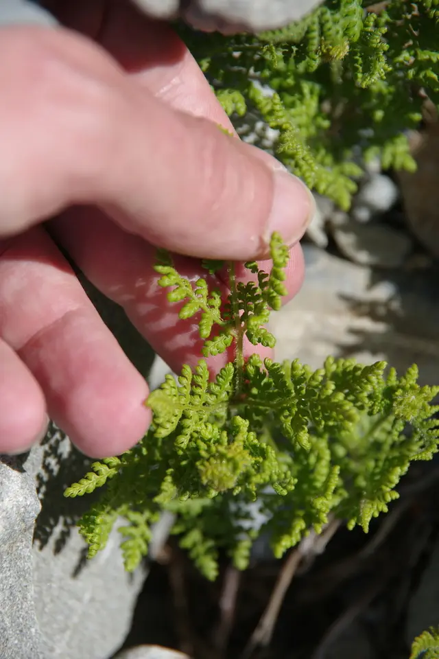 Thousand leaved fern (Hypolepis millefolium)
