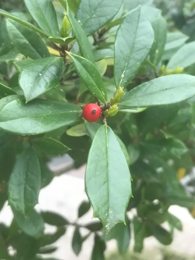 Foster holly (Ilex x attenuata hybrids)