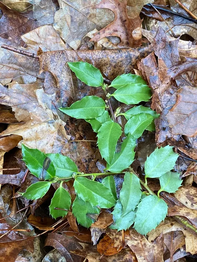 Meserve holly (Ilex x meserveae hybrids)