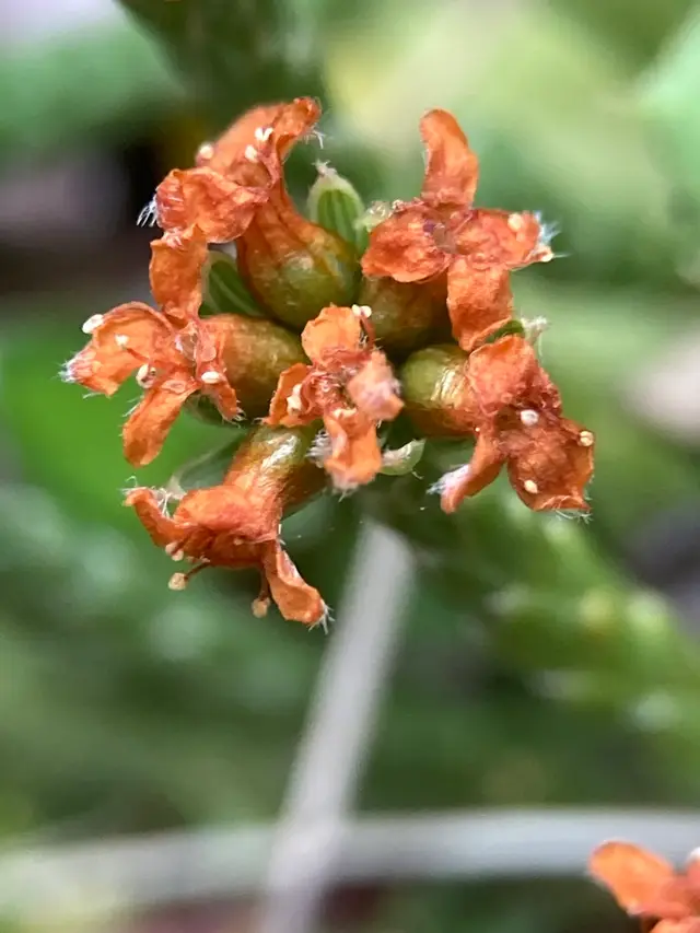 Kelleria dieffenbachii (Kelleria dieffenbachii)