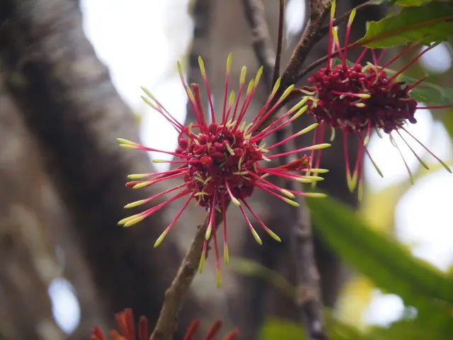 Rewarewa (Knightia excelsa)