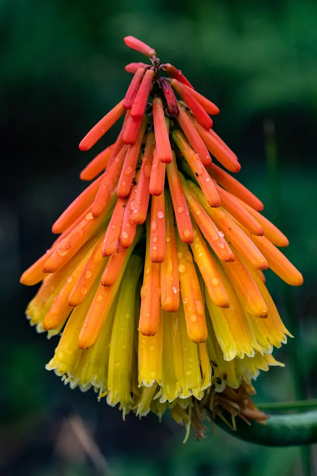 Red-hot Poker (Kniphofia spp.)