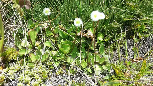 Lagenophora cuneata (Lagenophora cuneata)