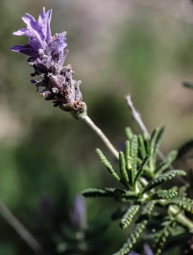 French lavender (Lavandula dentata)