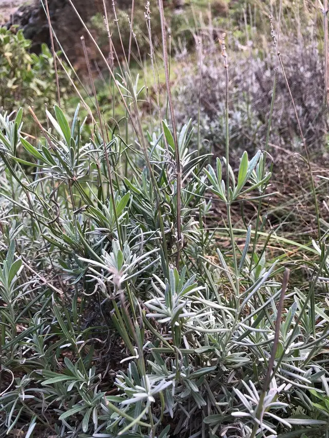English Lavender (Lavendula angustifolia)