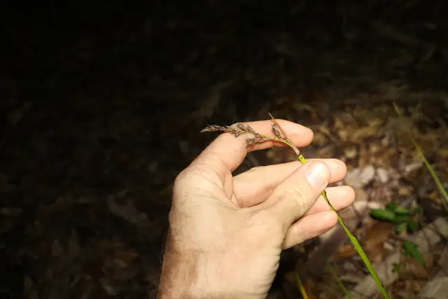 Sword Rush (Lepidosperma laterale)
