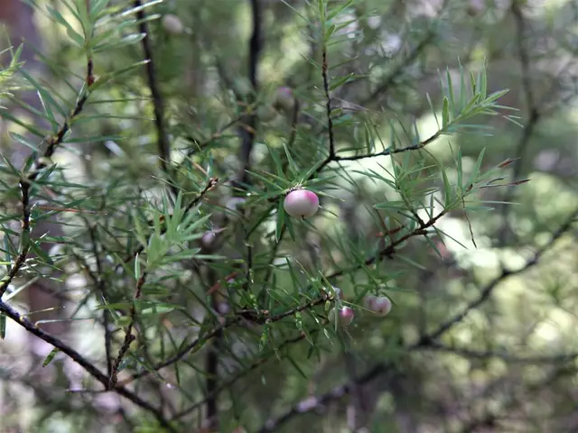 Prickly mingimingi (Leptecophylla juniperina)