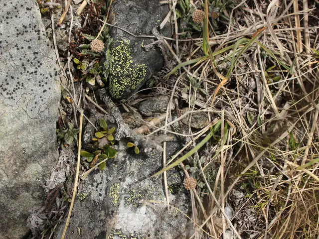 Leptinella pectinata (Leptinella pectinata)
