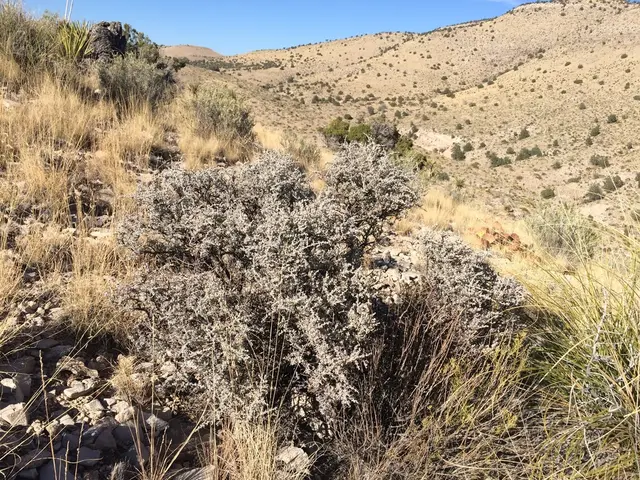 Texas sage (Leucophyllum sp.)
