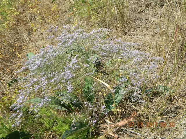 Sea Lavender (Limonium latifolium)