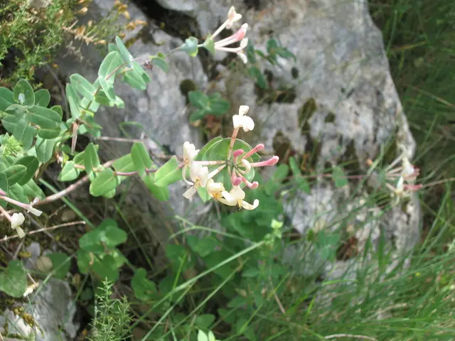 Lonicera implexa (Lonicera implexa)