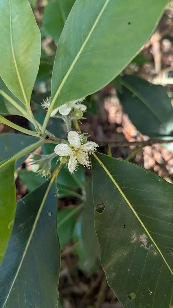 Brush box (Lophostemon confertus)
