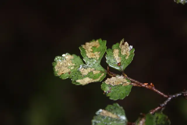 Silver beech (Lophozonia menziesii)