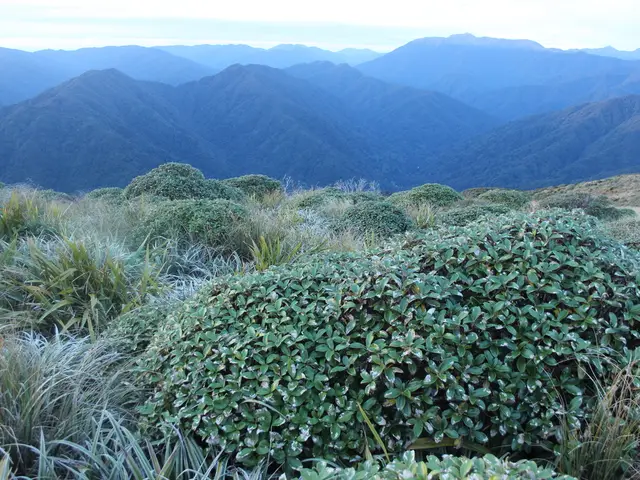 Leatherwood (Macrolearia colensoi)