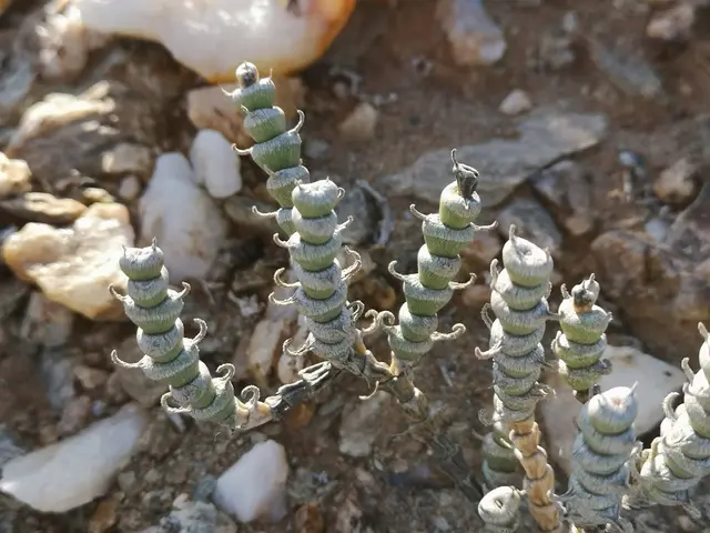 Ice plant (Mesembryanthemum sp.)