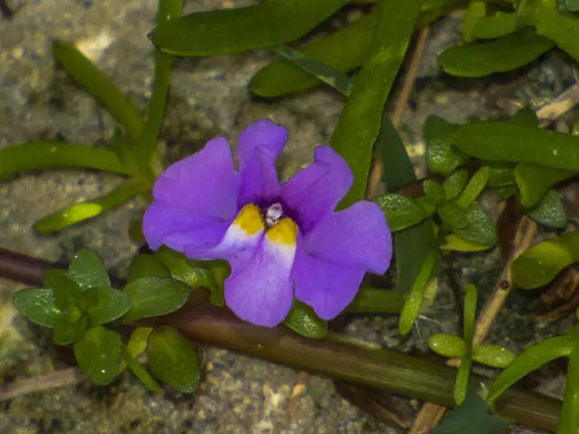 Creeping Monkey-flower (Mimulus repens)