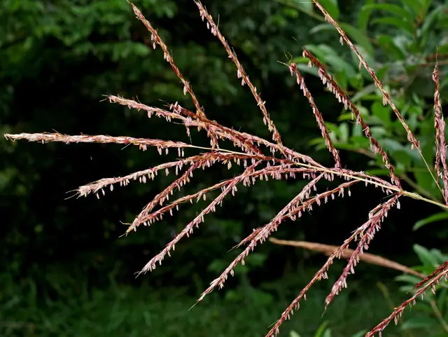 Maiden Grass (Miscanthus spp.)