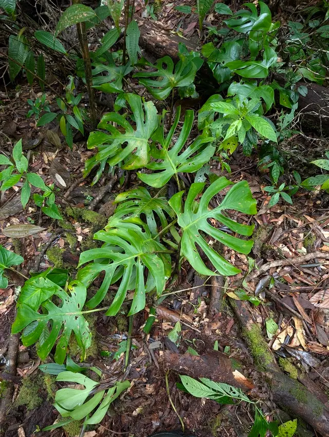 Monstera (Monstera deliciosa)