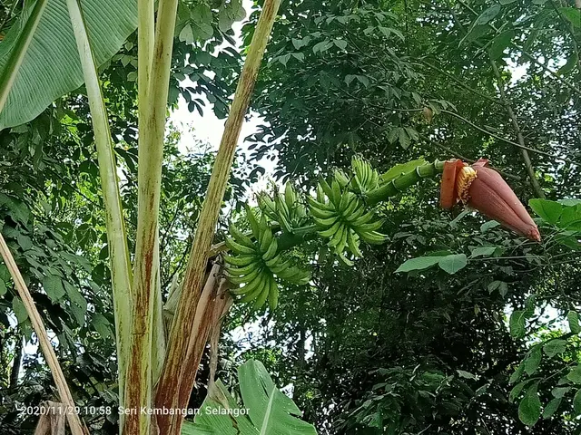 Cavendish banana (Musa acuminata)