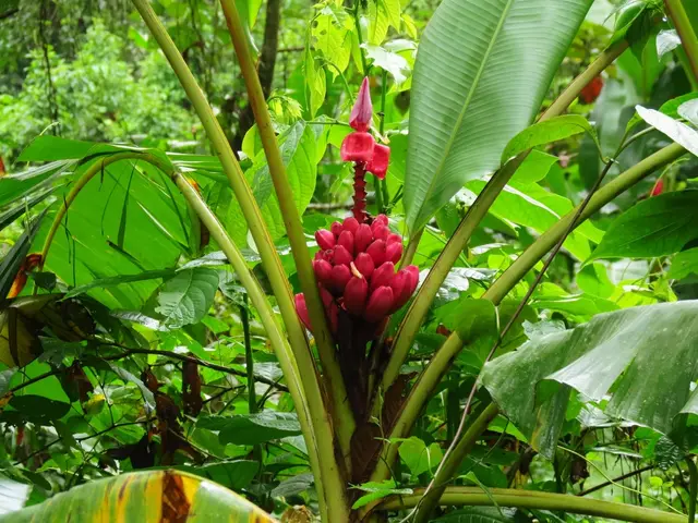 Banana (Musa spp.)