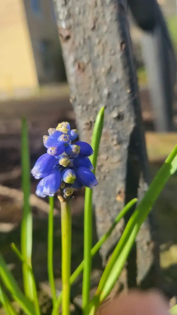 Grape Hyacinth (Muscari armeniacum)