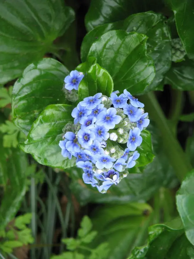 Kopakopa (Myosotidium hortensia)