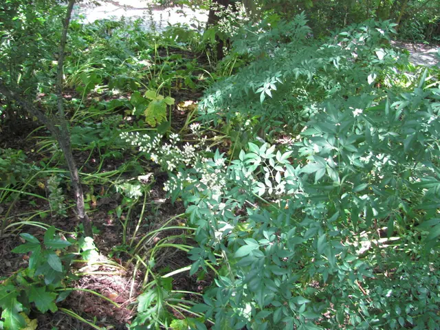Heavenly Bamboo (Nandina sp.)