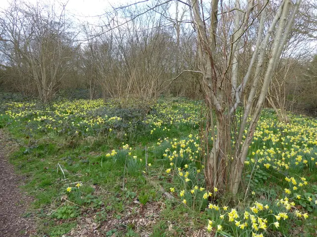 Daffodil (Narcissus sp.)