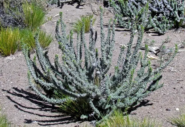 Nassauvia axillaris (Nassauvia axillaris)