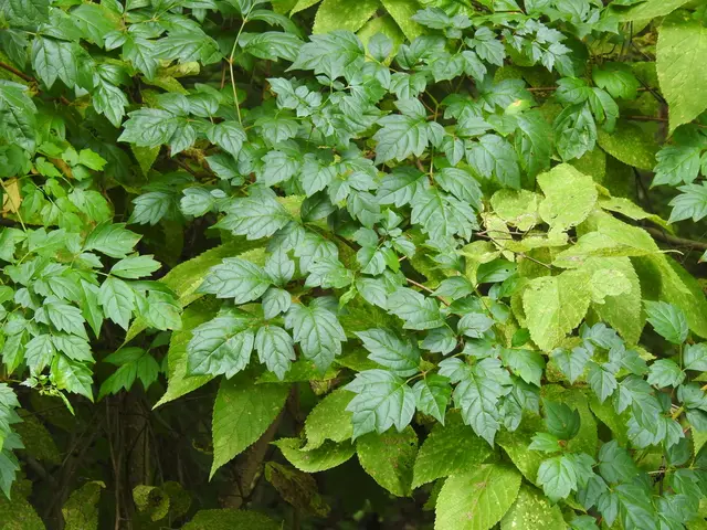 Buckvine (Nekemias arborea)