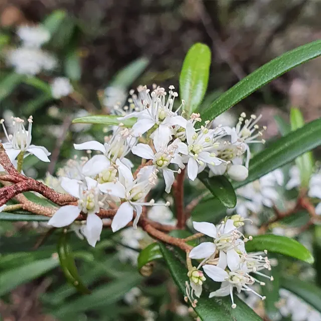Satinwood (Nematolepis squamea)