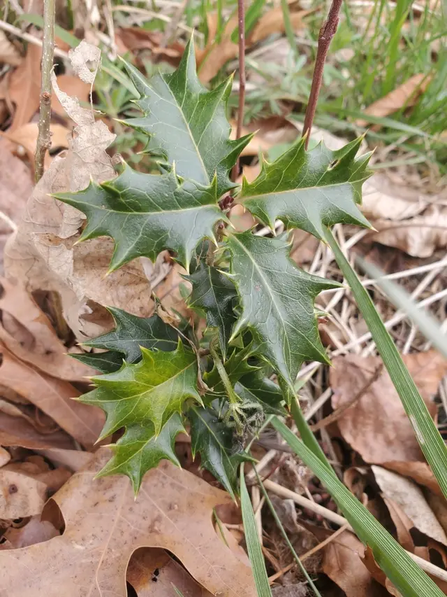 Holly osmanthus (Osmanthus heterophyllus)