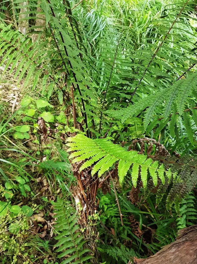 Gully fern (Pakau pennigera)