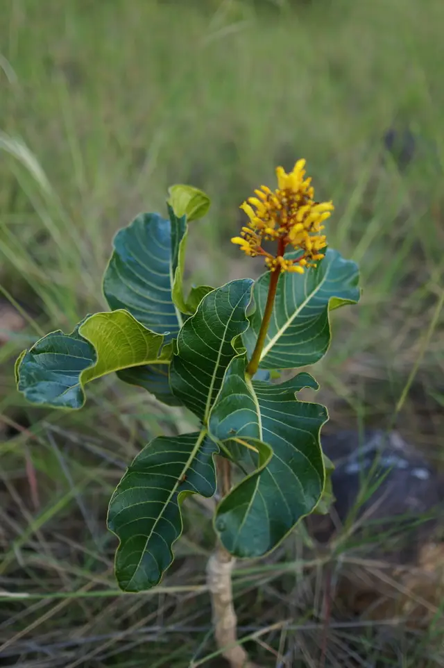 Palicourea rigida (Palicourea rigida)