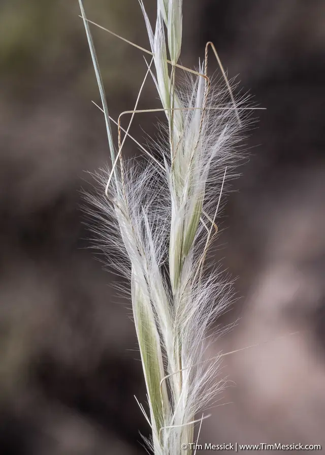 Pappostipa speciosa (Pappostipa speciosa)