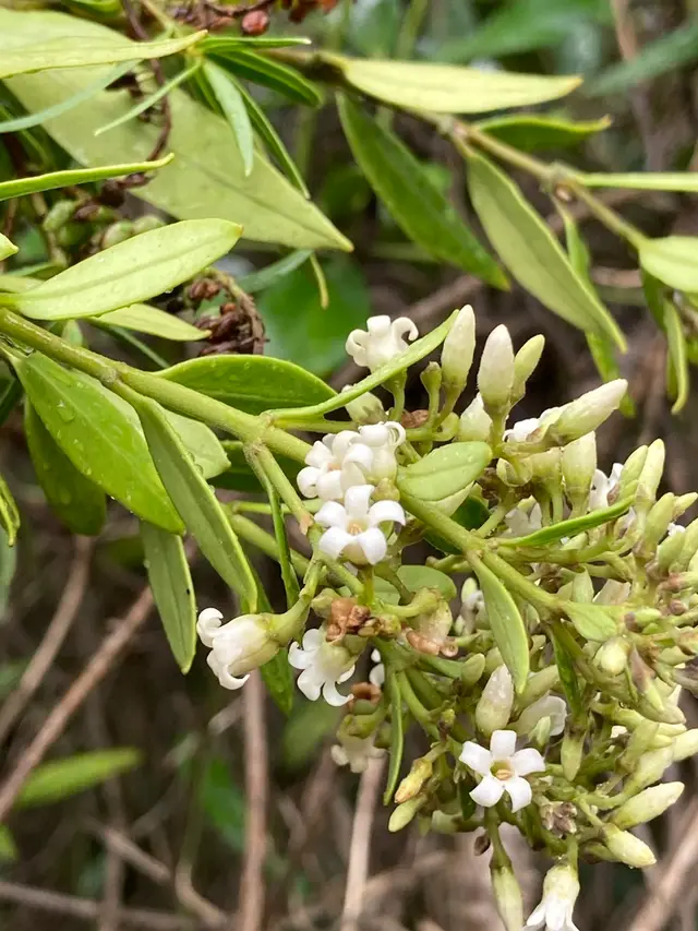 New Zealand jasmine (Parsonsia heterophylla)