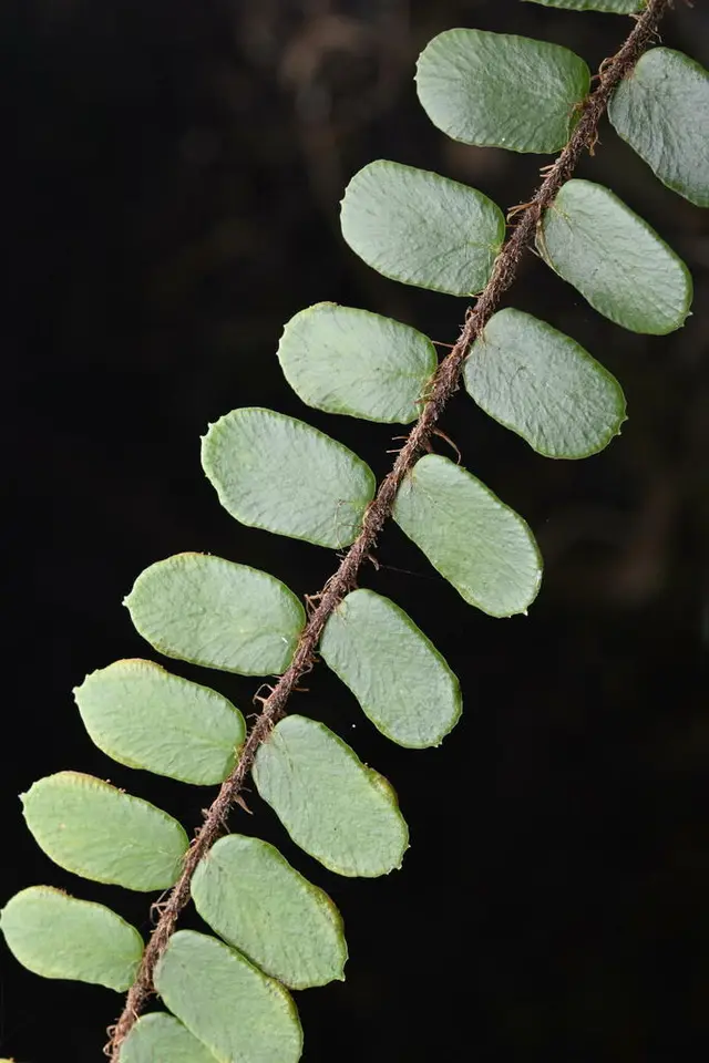 Round-leaved fern (Pellaea rotundifolia)