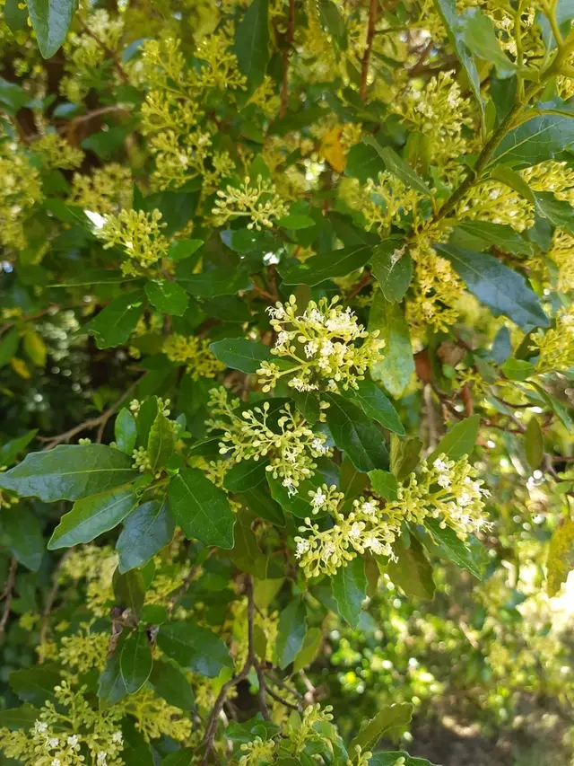 Kaikōmako (Pennantia corymbosa)