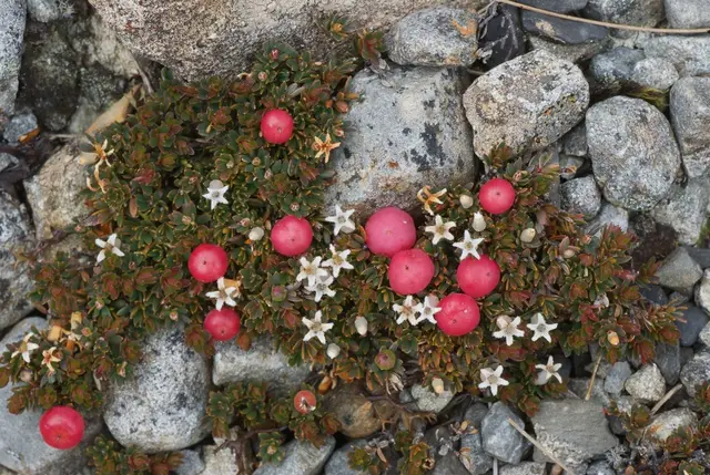 Pentachondra pumila (Pentachondra pumila)