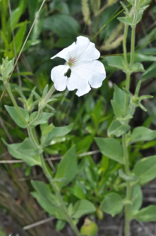 Petunia (Petunia sp.)