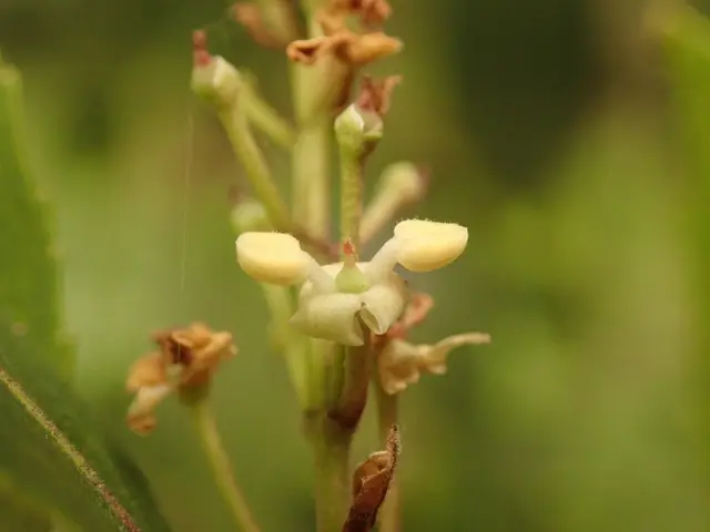Phillyrea latifolia (Phyllirea latifolia)