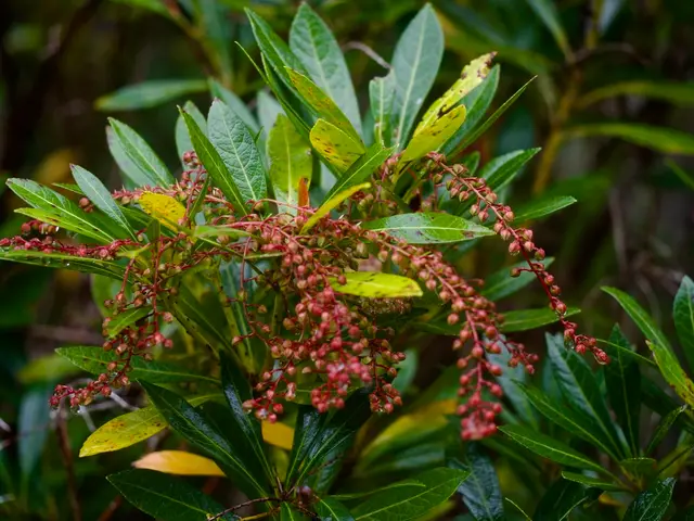 Japanese pieris (Pieris japonica)