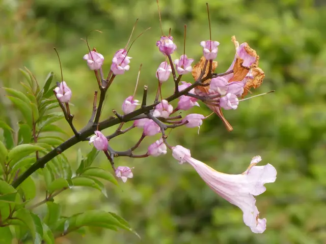 Pink trumpet vine (Podranea ricasoliana)