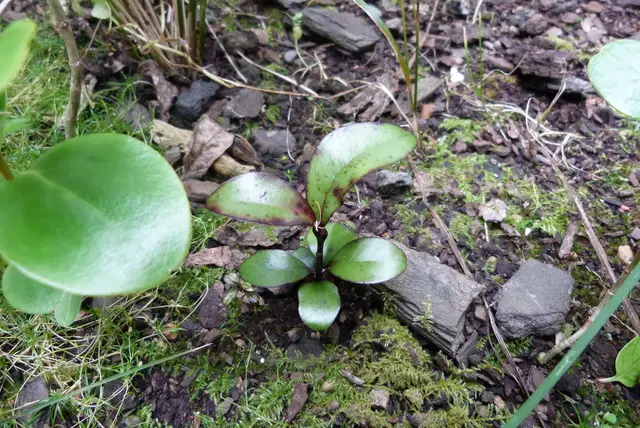 Red horopito (Pseudowintera colorata)