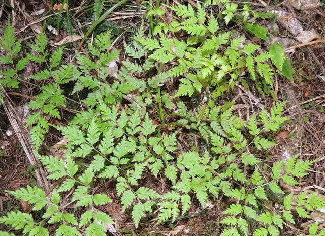 Sweet fern (Pteris macilenta)