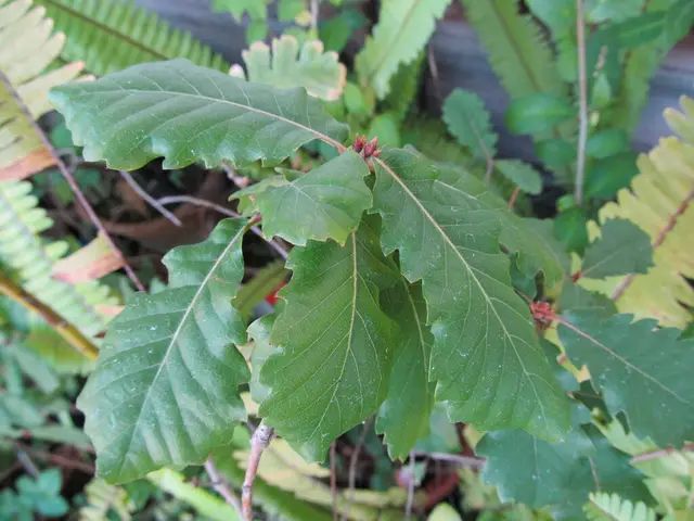 Portuguese oak (Quercus faginea)