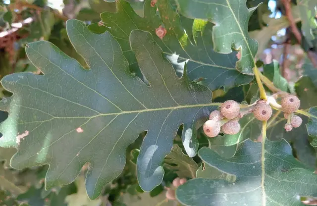 Downy oak (Quercus pubescens)
