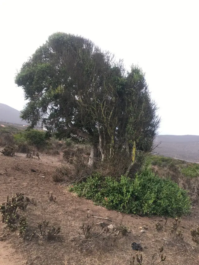 Soapbark tree (Quillaja saponaria)