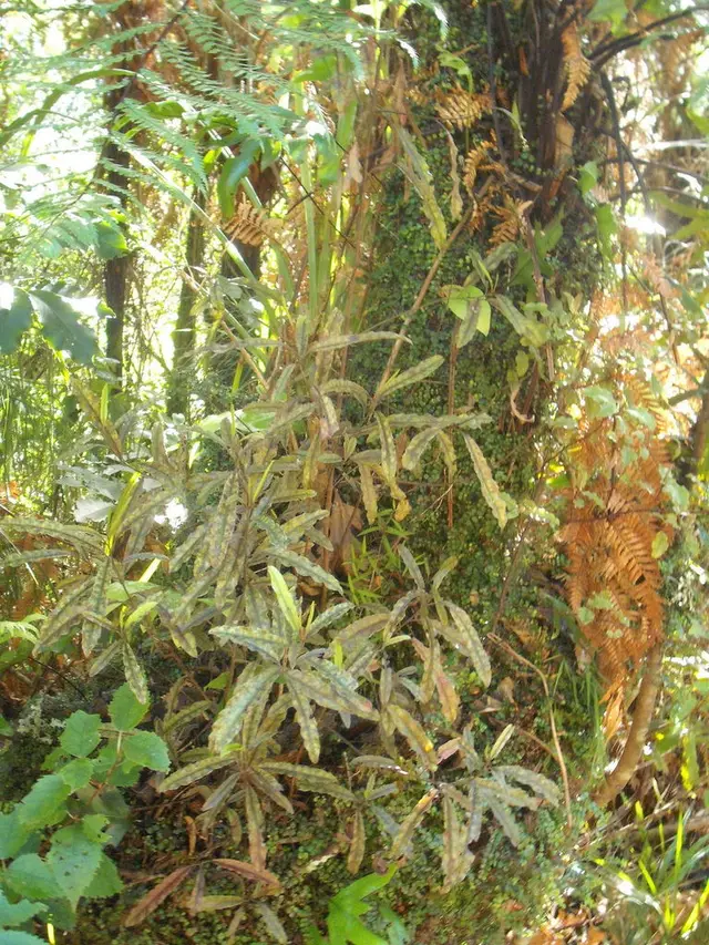 Quintinia (Quintinia serrata)